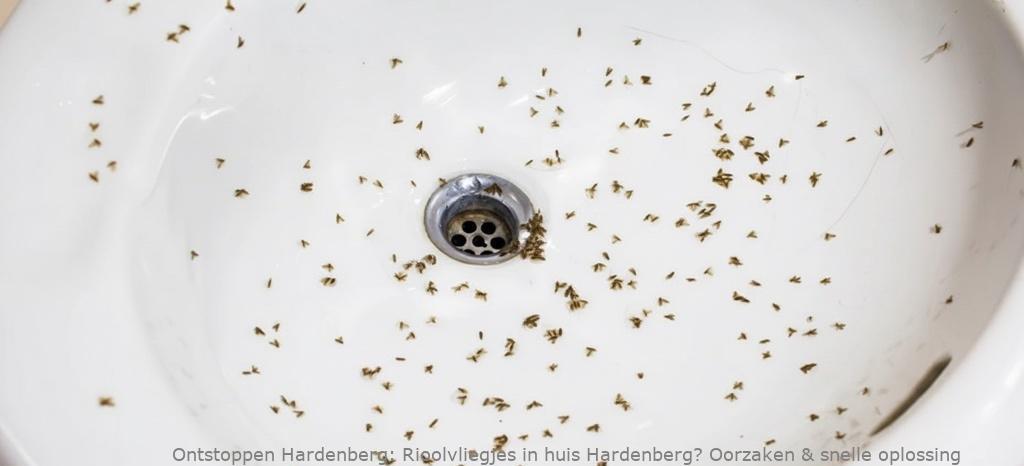 Rioolvliegjes in huis Hardenberg? Oorzaken & snelle oplossing